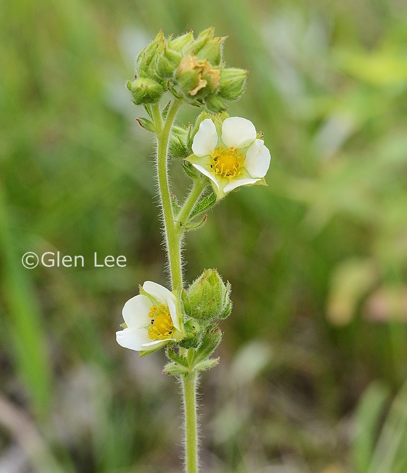 Drymocallis arguta photos Saskatchewan Wildflowers